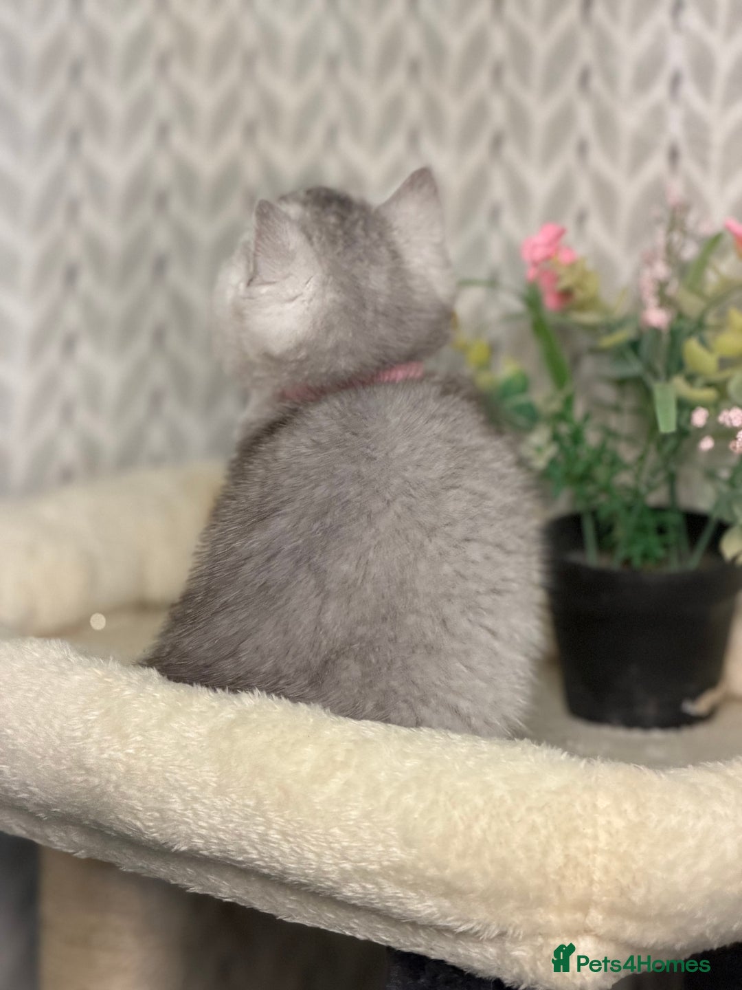 British Longhair cats for sale: British Longhair/Shorthair kittens TICA - Advert 8