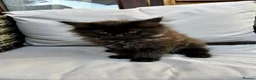 Maine Coon cats for sale: 2 Maine coon males  - Advert 5