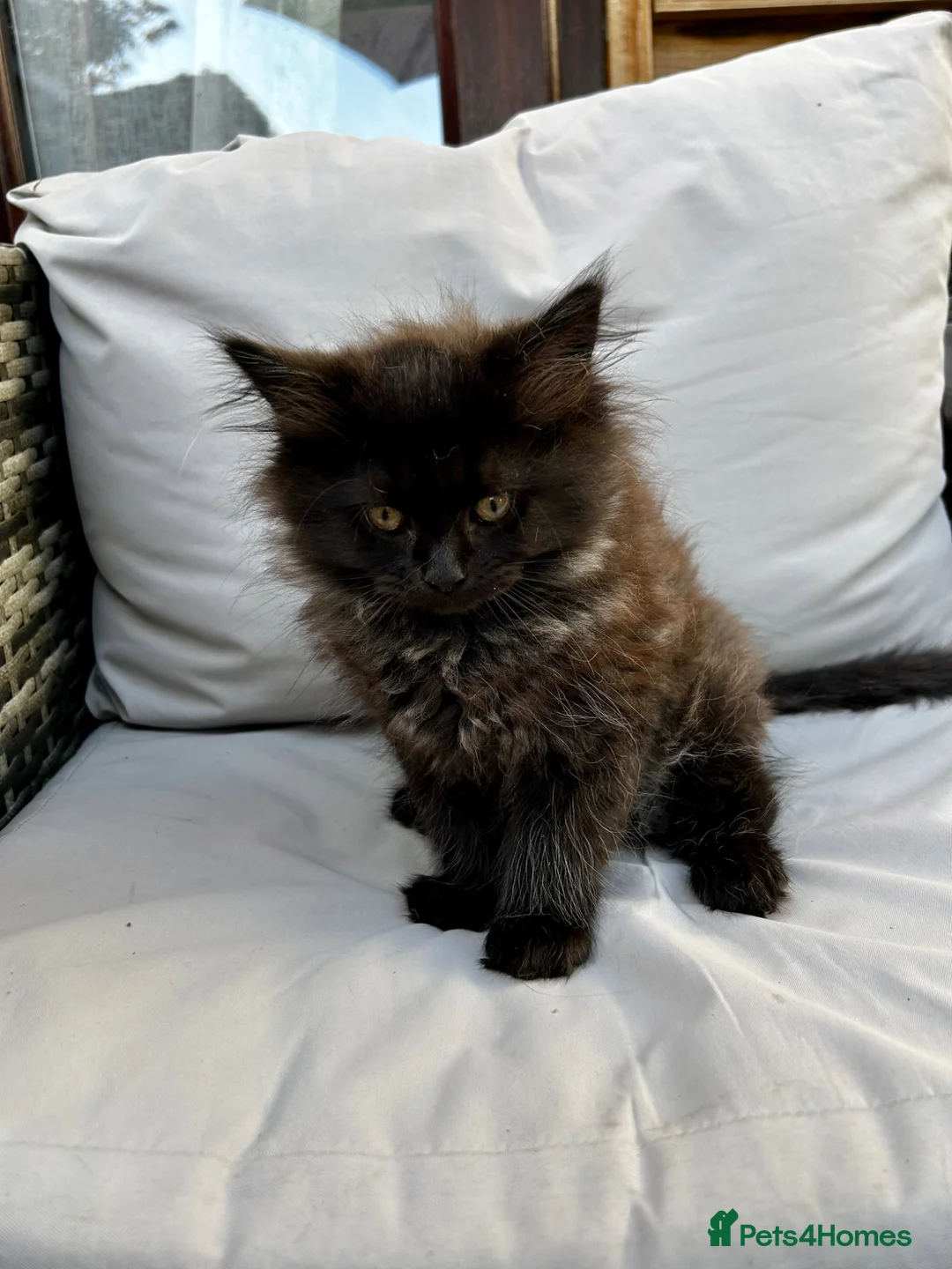 Maine Coon cats for sale: 2 Maine coon males  - Advert 5