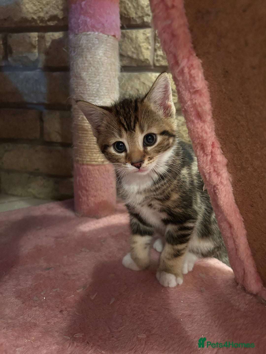 Bengal cats for sale: ❗️All reserved ❗️Bengal Cross Kittens - Advert 3