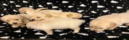 Golden Retriever dogs for sale: Golden Retrievers  - Advert 2