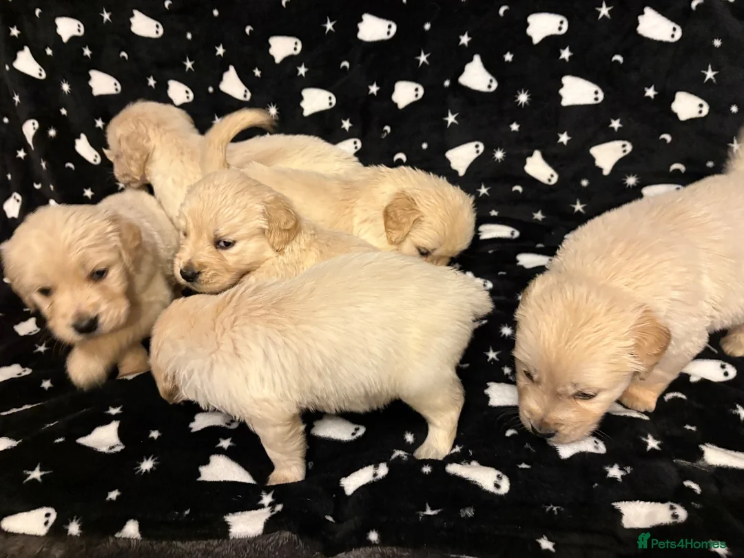 Golden Retriever dogs for sale: Golden Retrievers  - Advert 2