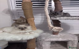 British Shorthair cats for sale: Beautiful lilac British shorthair  - Image 4