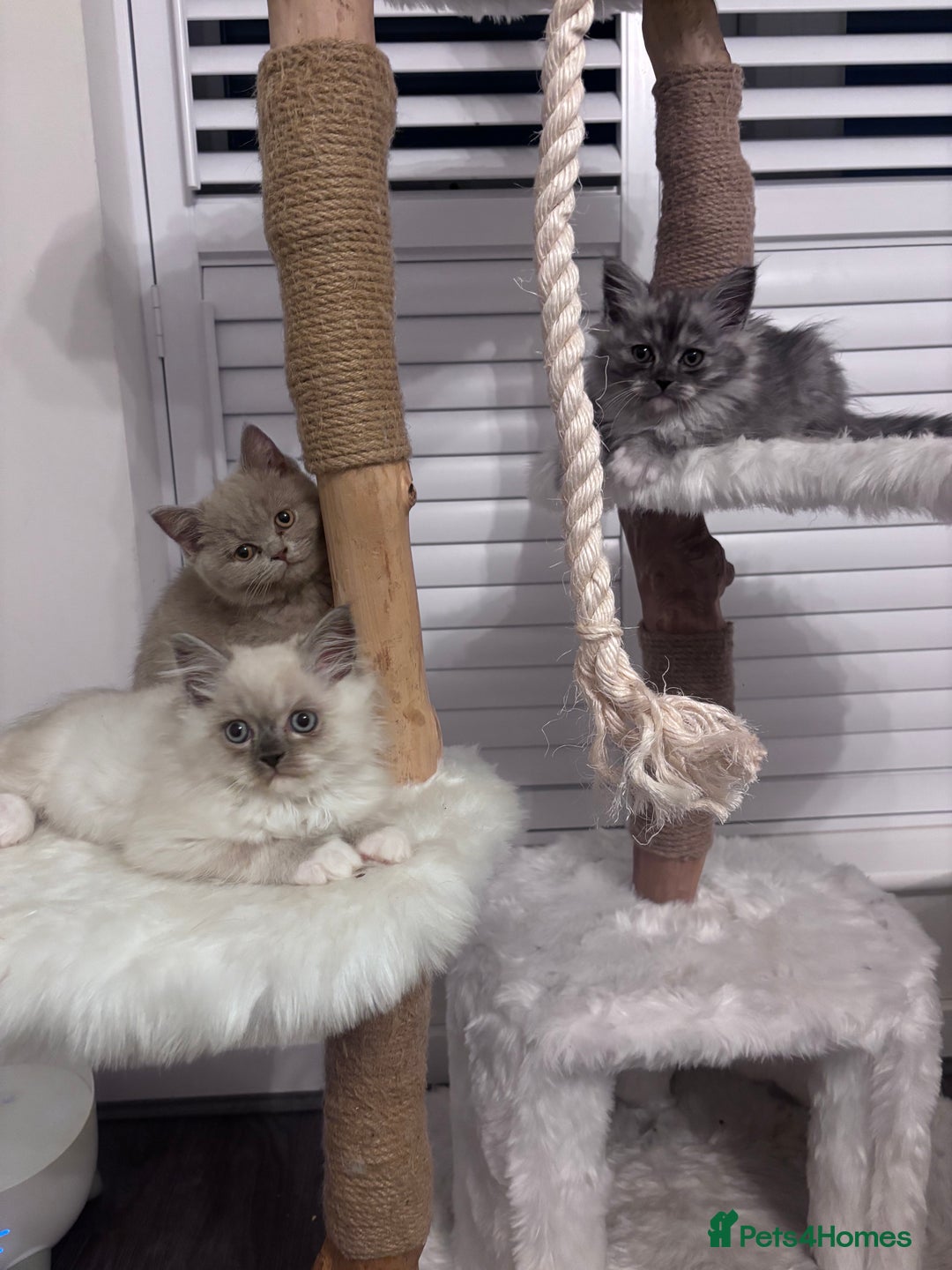 British Shorthair cats for sale: Beautiful lilac British shorthair  - Image 4