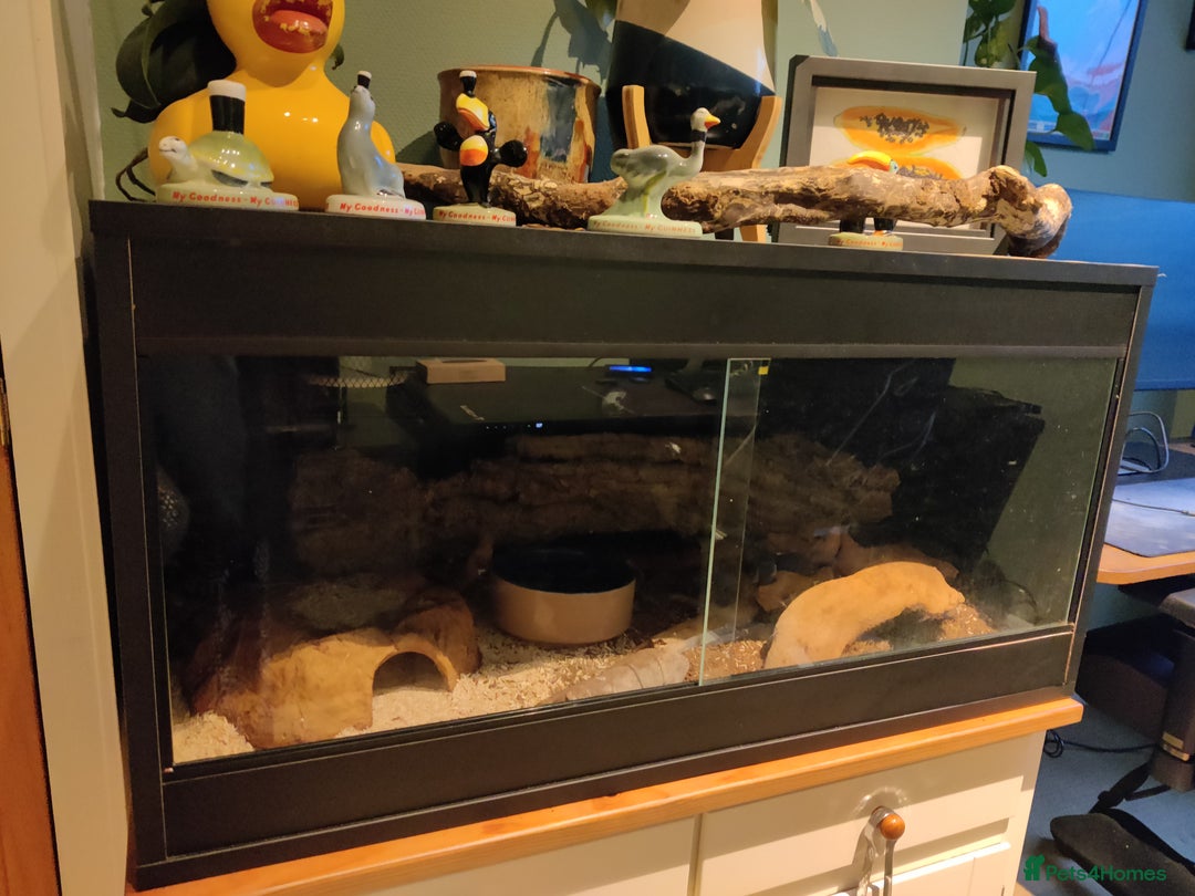 Corn Snake reptiles for sale: Friendly corn snake and vivarium  - Image 7
