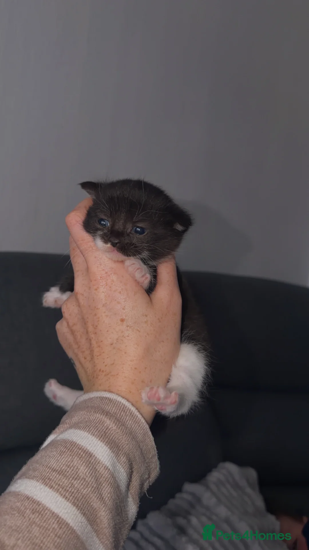 British Shorthair cats for sale: Ragdoll X British Short Haired  - Advert 1