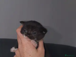 British Shorthair cats Ragdoll X British Short Haired - Advert 5