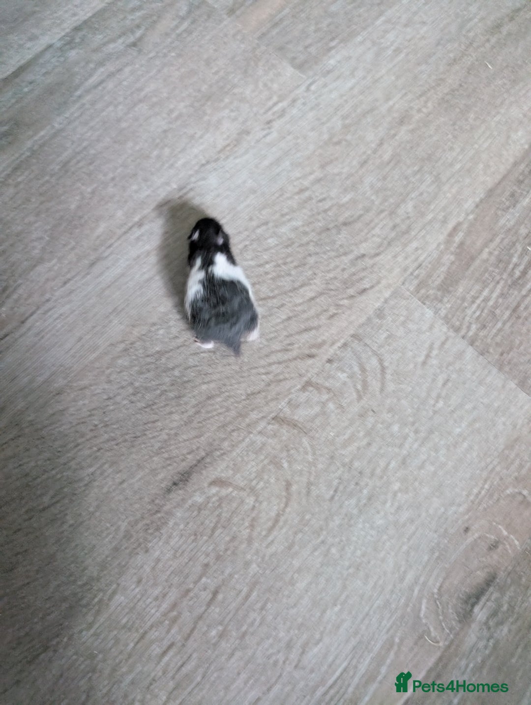 Hamster rodents for sale: Hamster - Image 2