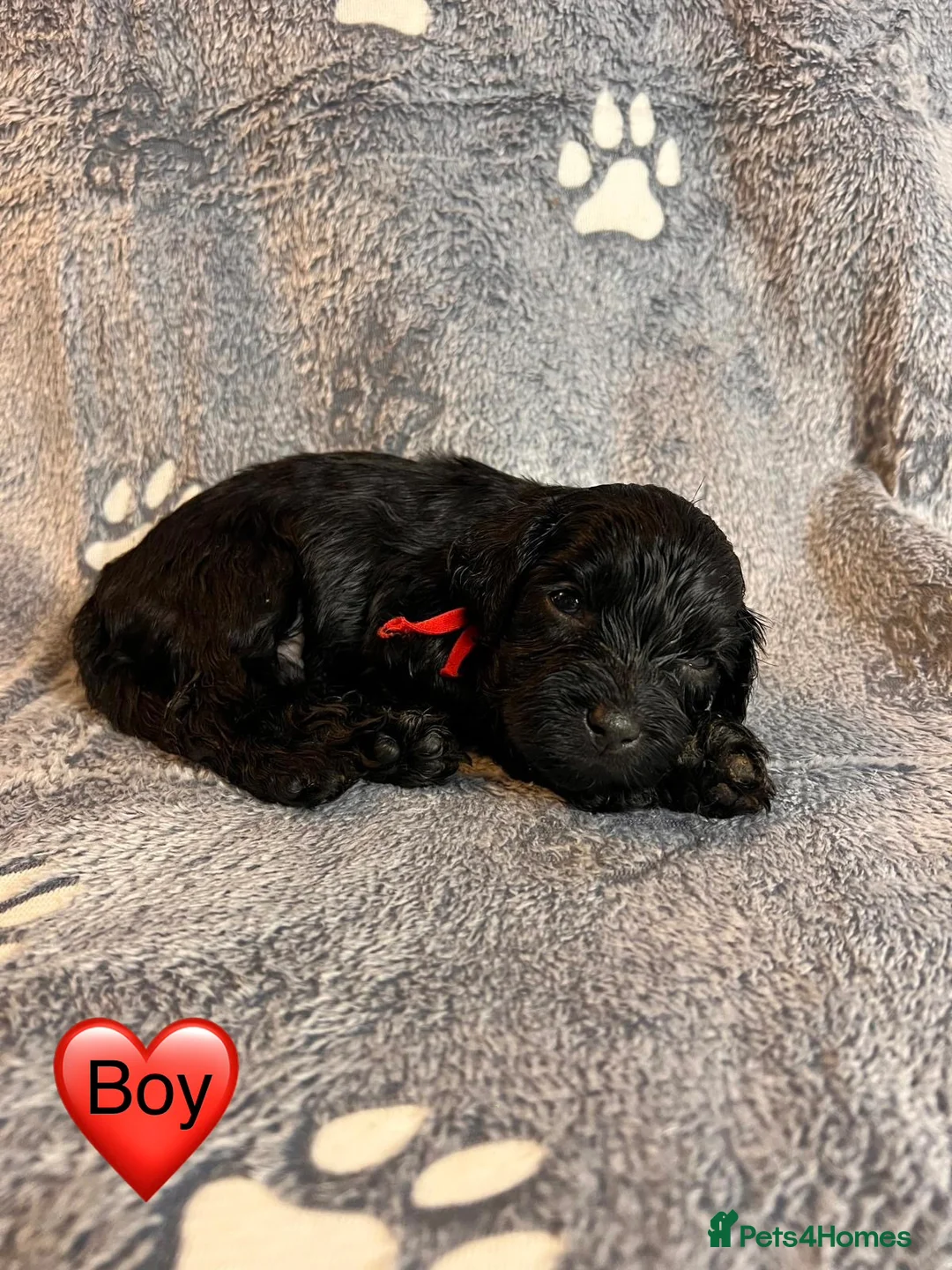 Cockapoo dogs for sale: Beautiful Cockapoo Puppies - litter of 9. in Washington - Advert 39