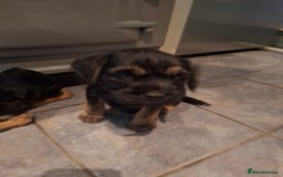 Border Terrier dogs for sale: Border Terrier KC registered 3x dogs for sale - Image 10