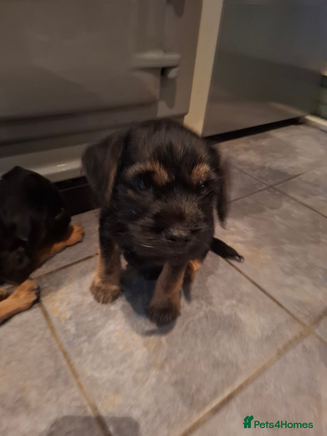Border Terrier dogs for sale: Border Terrier KC registered 3x dogs for sale - Image 10