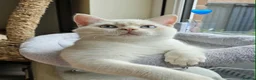 British Shorthair cats for sale: Stunning GCCF reg, BSH Colourpointed Boys - Advert 3