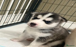 Siberian Husky dogs for sale: BEAUTIFUL SIBERIAN HUSKY PUPPIES  - Image 15
