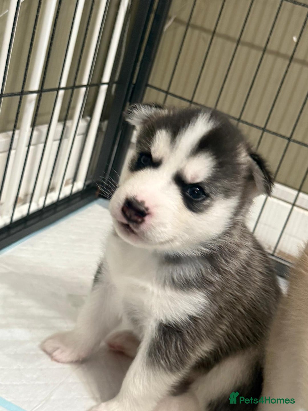 Siberian Husky dogs for sale: BEAUTIFUL SIBERIAN HUSKY PUPPIES  - Image 15