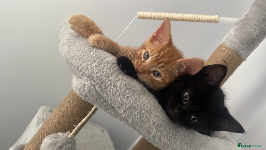 Mixed Breed cats for sale: 6 very friendly kittens  - Image 3