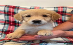 Golden Retriever dogs for sale: KC Registered Golden Retrievers  - Image 1