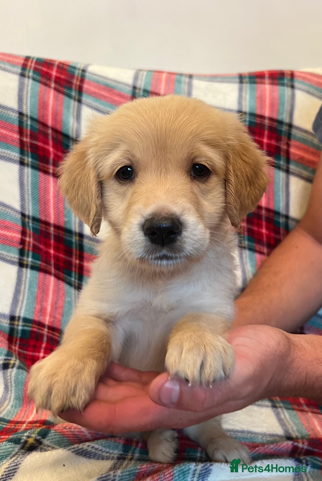 Golden Retriever dogs for sale: KC Registered Golden Retrievers  - Image 1