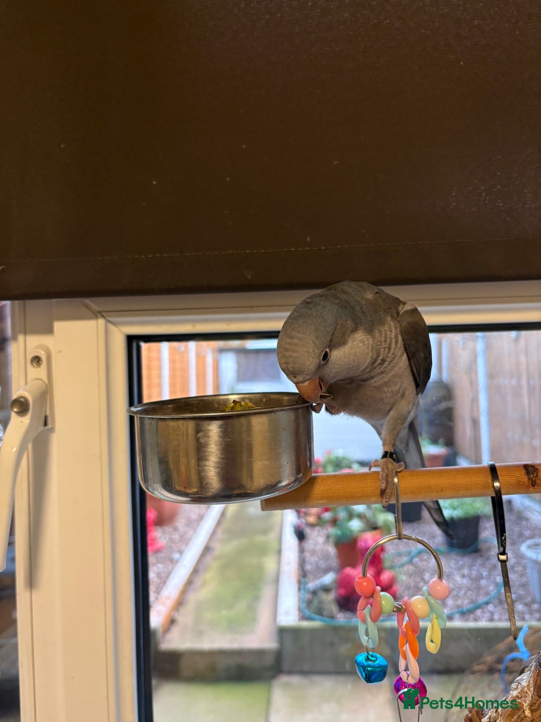 Parrots birds for sale: Quaker parrot - Advert 4