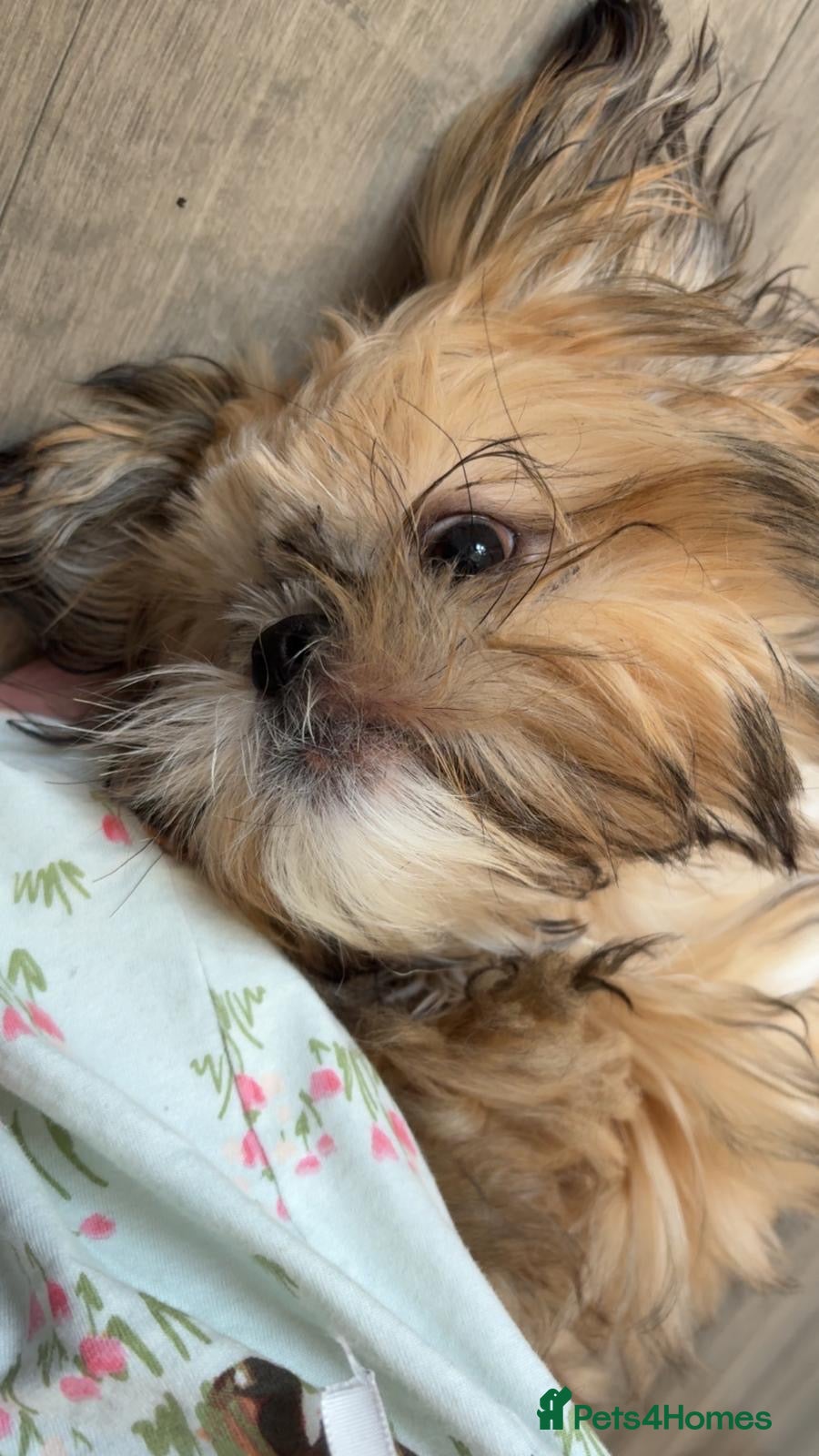 Shih Tzu dogs 6 month old male Shih Tzu  - Advert 1