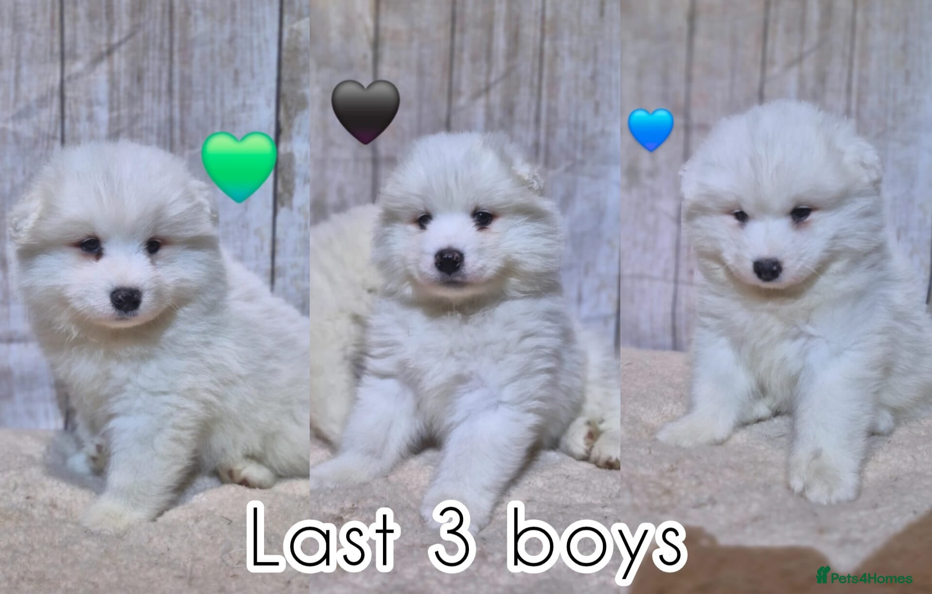 Samoyed dogs 3 Boys Left ready in 2 weeks ❤️ - Advert 2