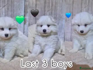 Samoyed dogs 3 Boys Left ready in 2 weeks ❤️ - Advert 2