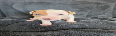 American Bulldog 1