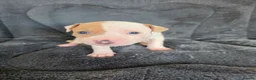 American Bulldog dogs for sale: ❤️  Ready in 2 weeks , last 3 available❤️  - Advert 16