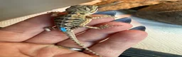 Bearded Dragon reptiles for sale: Baby bearded dragons - Advert 11