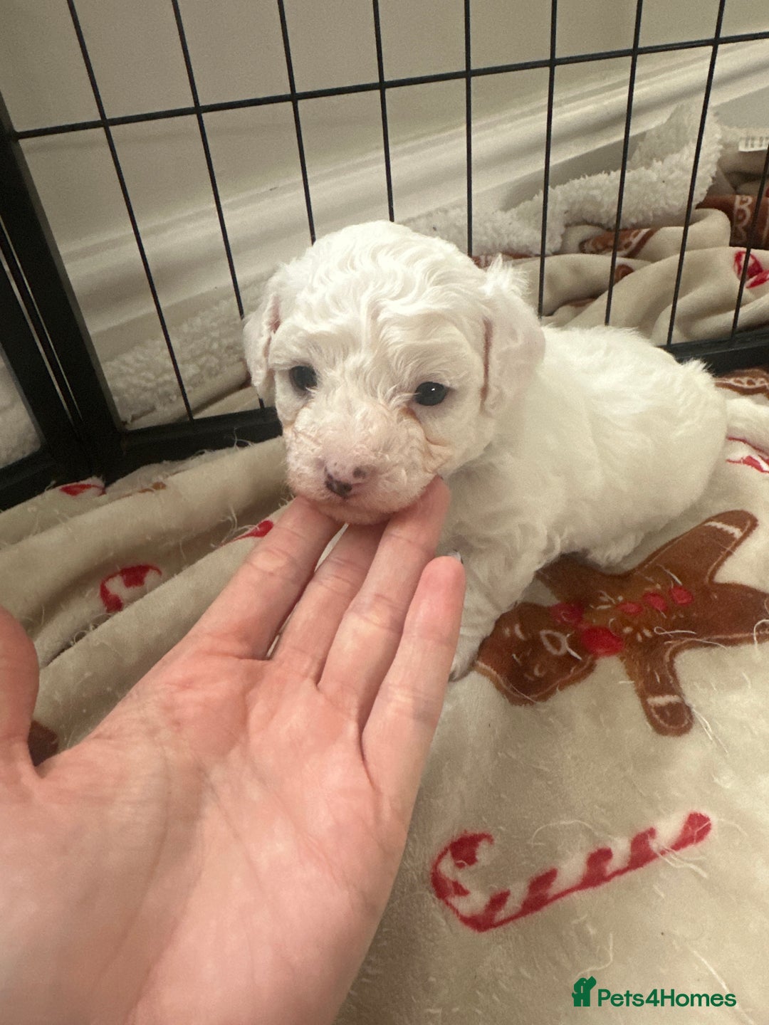 Bichon Frise dogs for sale: Bichon Frise puppies   - Image 10