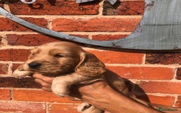 Cocker Spaniel dogs for sale: Pure beautiful show cocker spaniel puppies  - Image 8