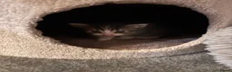 Scottish Fold cats for sale: Scottish Fold/Straight Kittens  - Advert 4