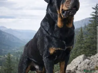 Rottweiler dogs Stunning Rottweiler for Stud - Advert 17