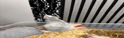 Rat rodents for sale: Male and female rats for sale(dumbo Siamese solid) - Advert 6