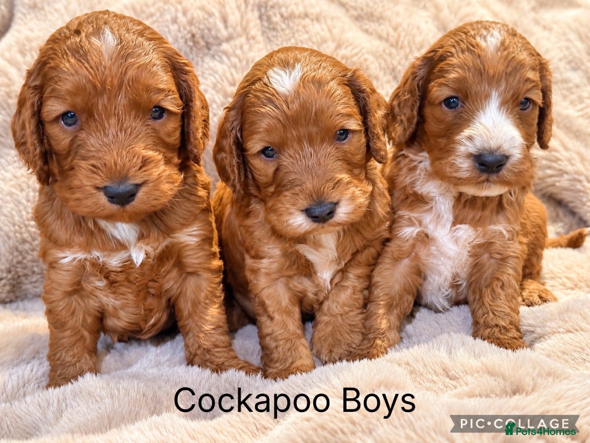 Cockapoo dogs Stunning red sable and red F1 Cockapoo’s - Advert 2