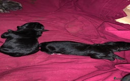 Cane Corso dogs for sale: Cane corso puppy’s  - Advert 3