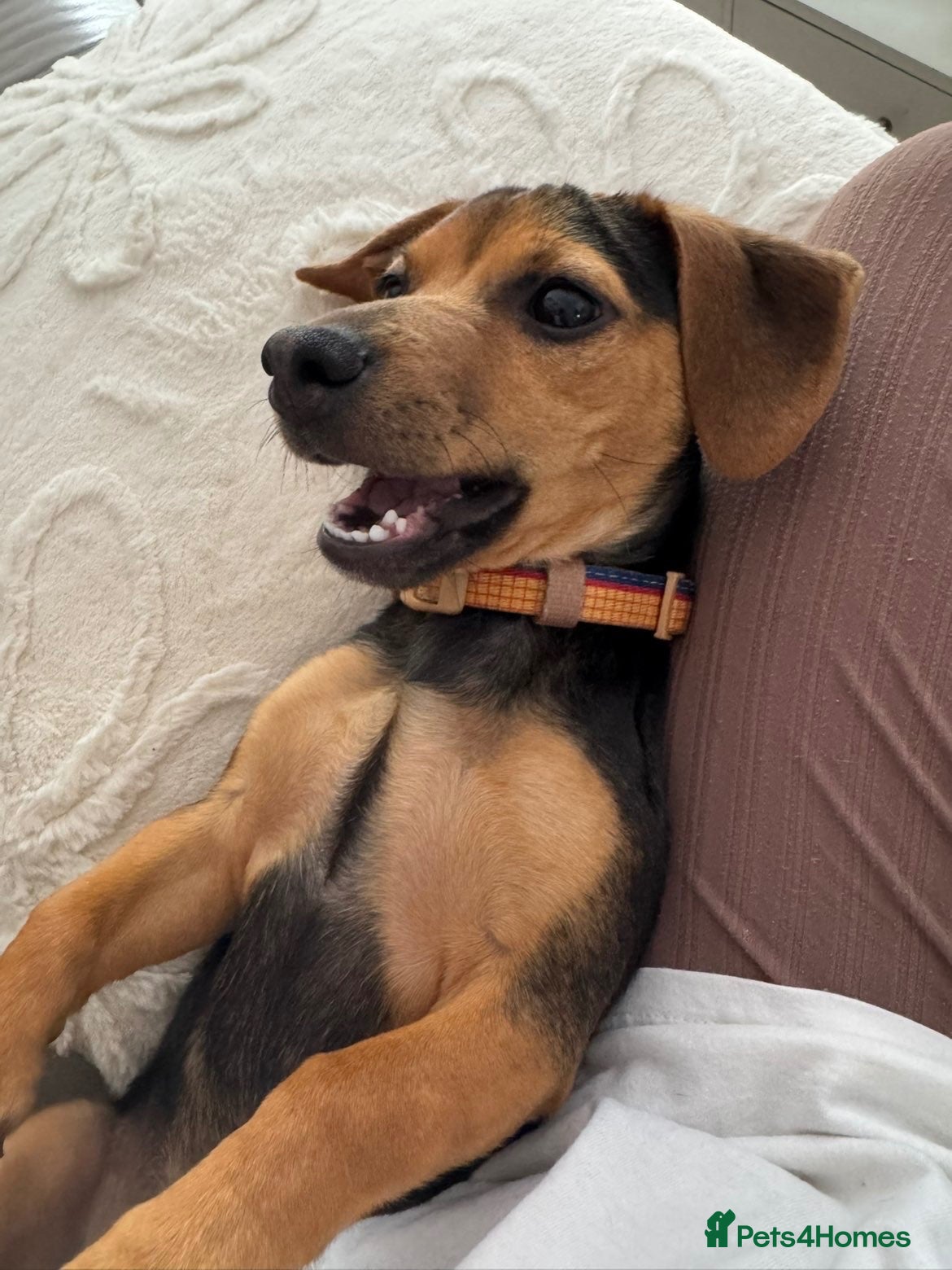 Mixed Breed dogs Dachshund Cross - Advert 1