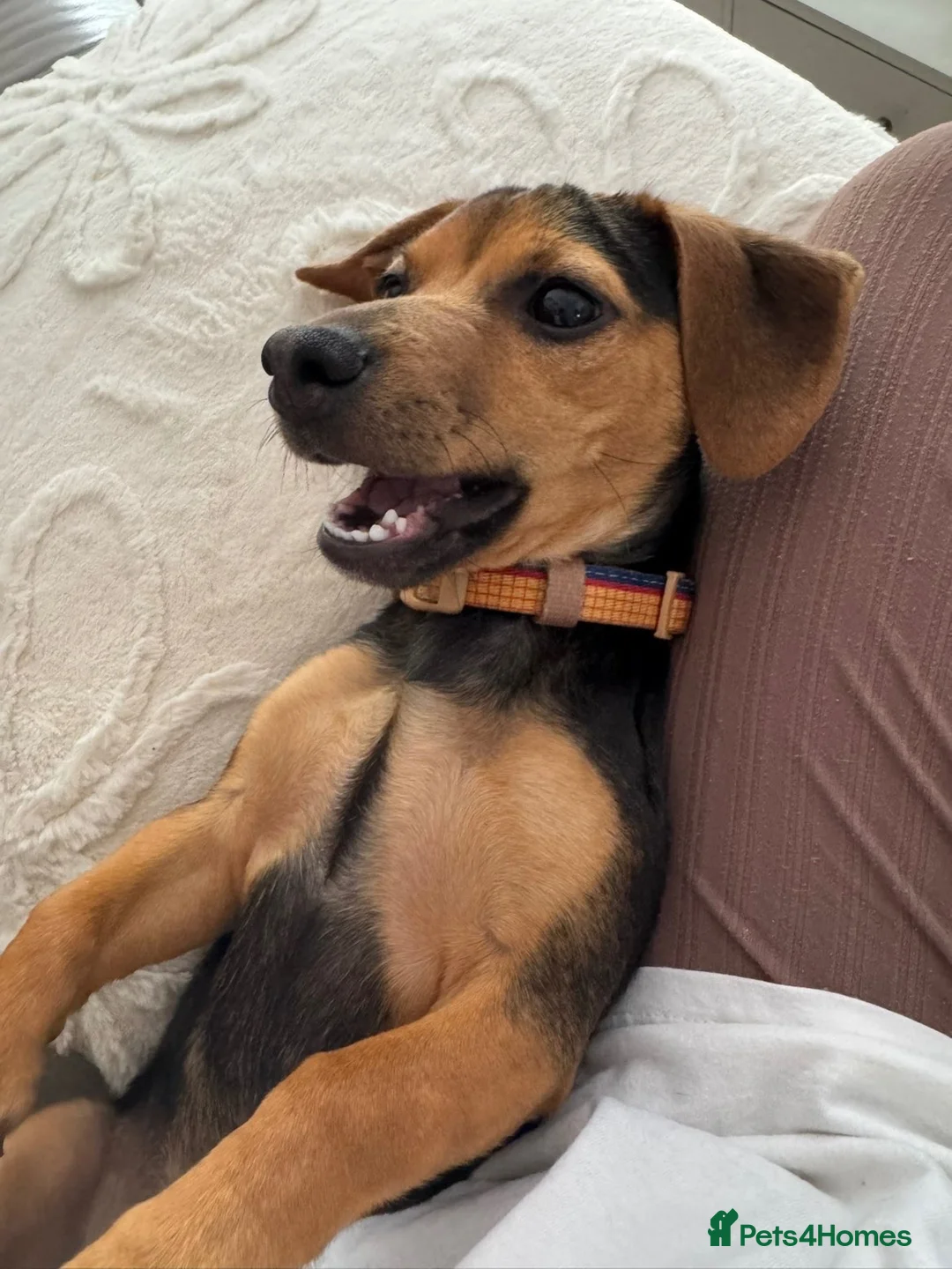Mixed Breed dogs for sale: Dachshund Cross - Advert 1