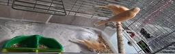 Canaries birds for sale: 3 young canaries hatched on 24.02.26 - Advert 11