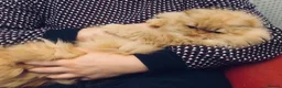 Persian cats for sale: Persian kittens - Advert 11