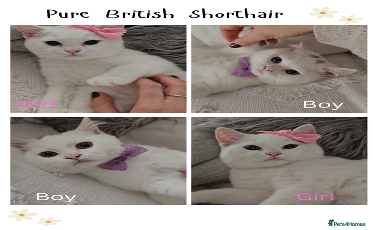 British Shorthair cats - Advert 9