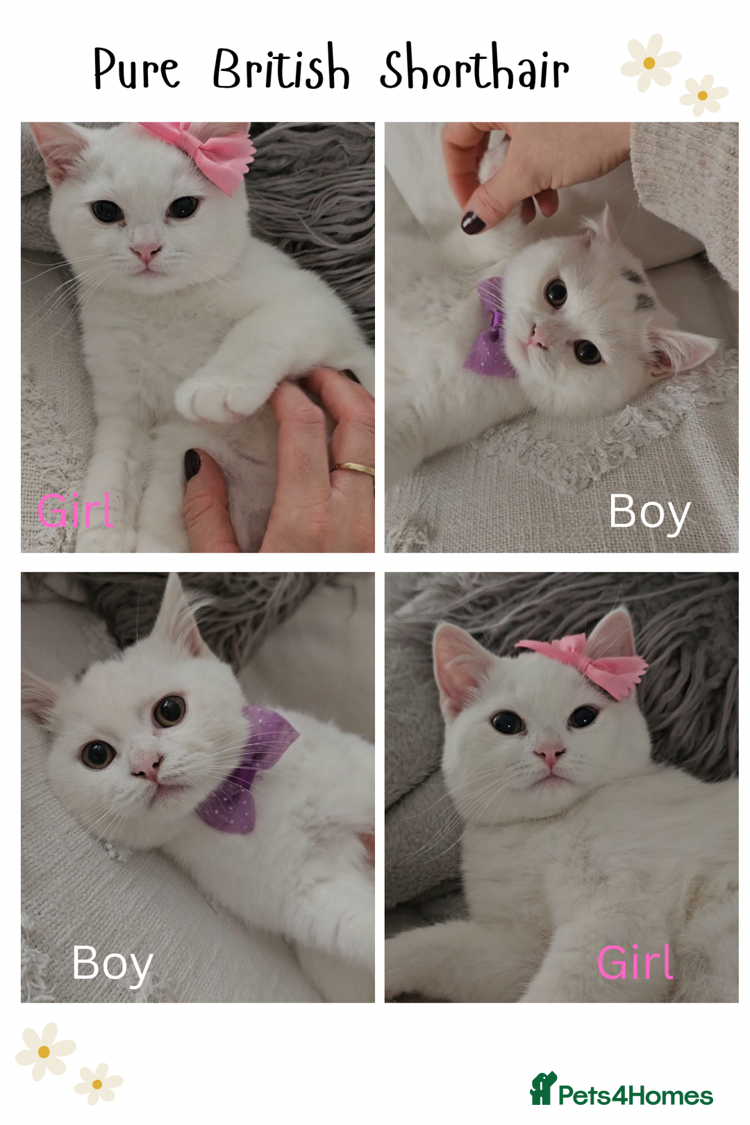 British Shorthair cats for sale: ♥️ GCCF British Shorthair Kittens ♥️ - Image 1