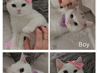 British Shorthair cats ♥️ GCCF British Shorthair Last Boy Available ♥️ - Advert 16