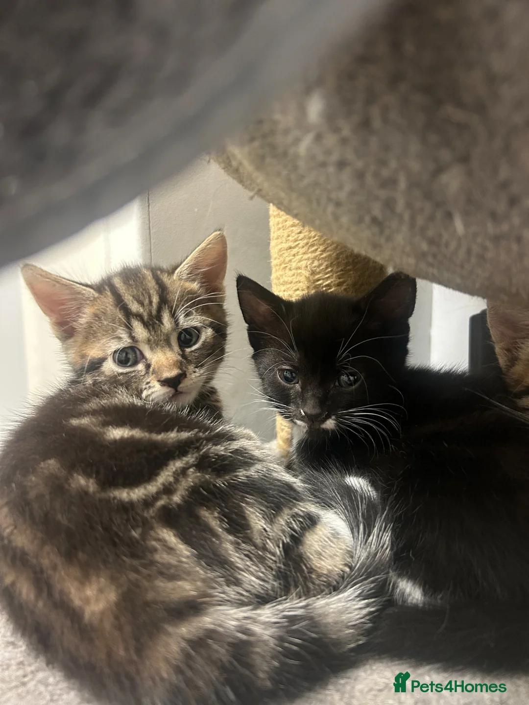 Mixed Breed cats for sale: Ready now!  - Advert 7