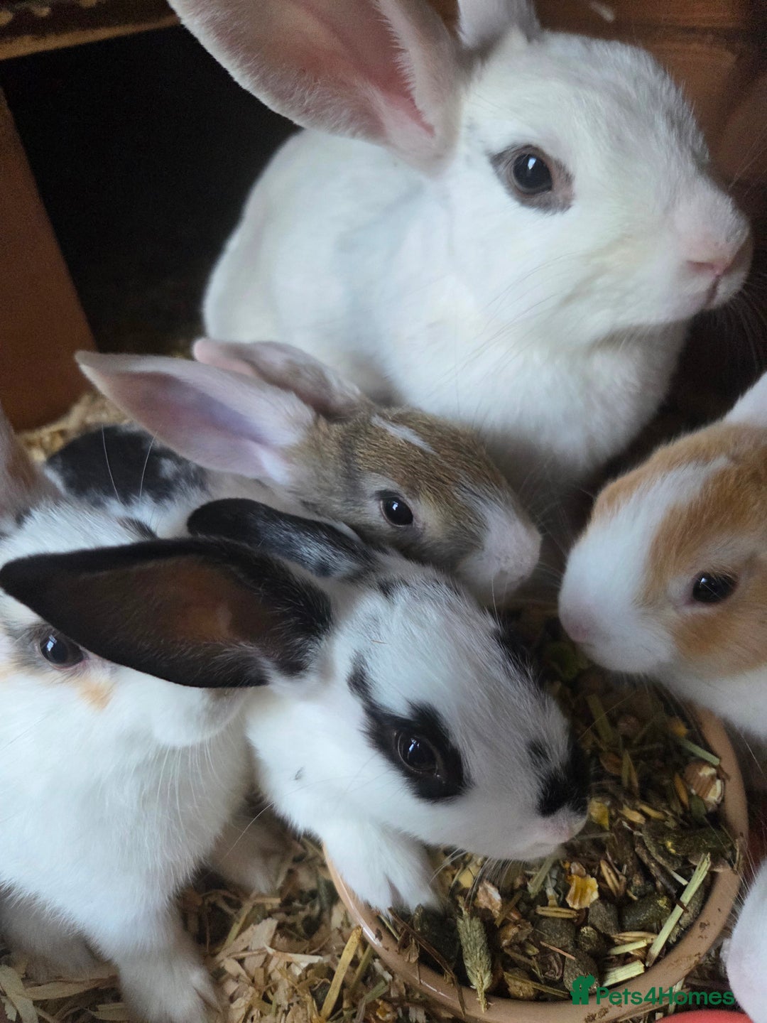 New Zealand rabbits for sale: New Zealand rabbit - Image 2