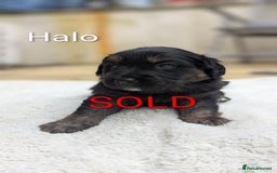 Mixed Breed dogs for sale: 4 girls available end of October  - Image 12