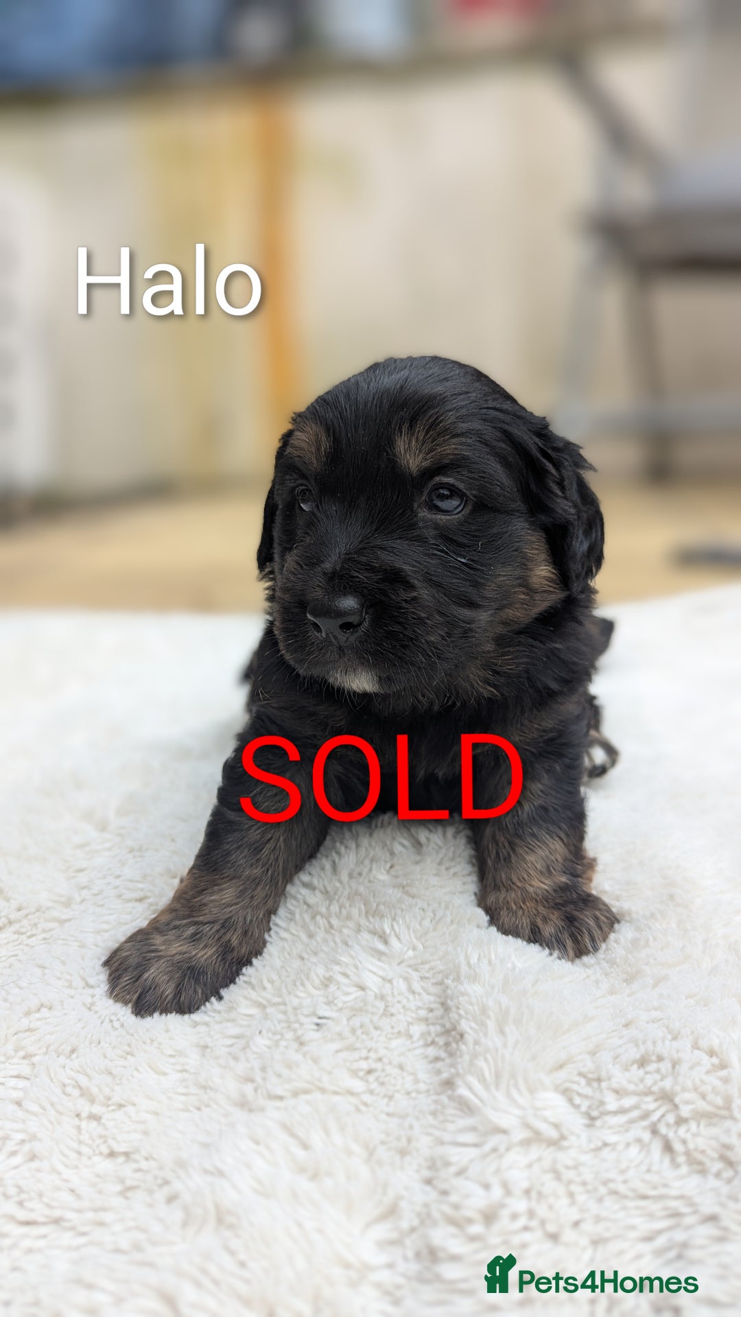 Mixed Breed dogs for sale: 4 girls available end of October  - Image 12