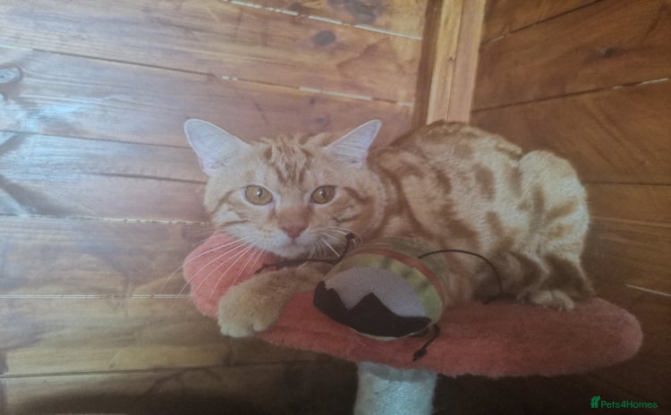 Mixed Breed cats in Walsall - Advert 1