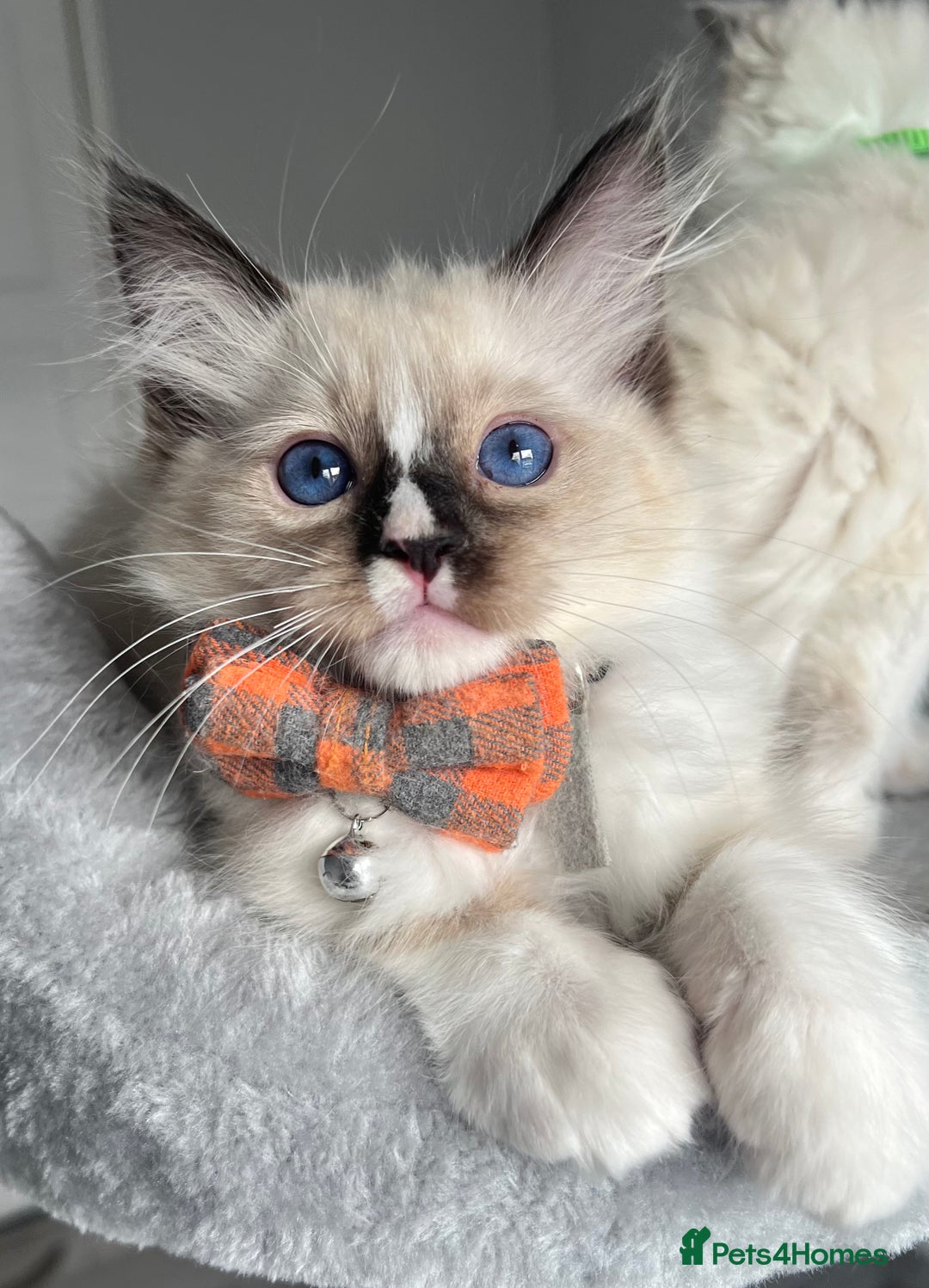 Ragdoll cats for sale: REGISTERED Ragdoll kittens HCM/PKD clear - Image 5