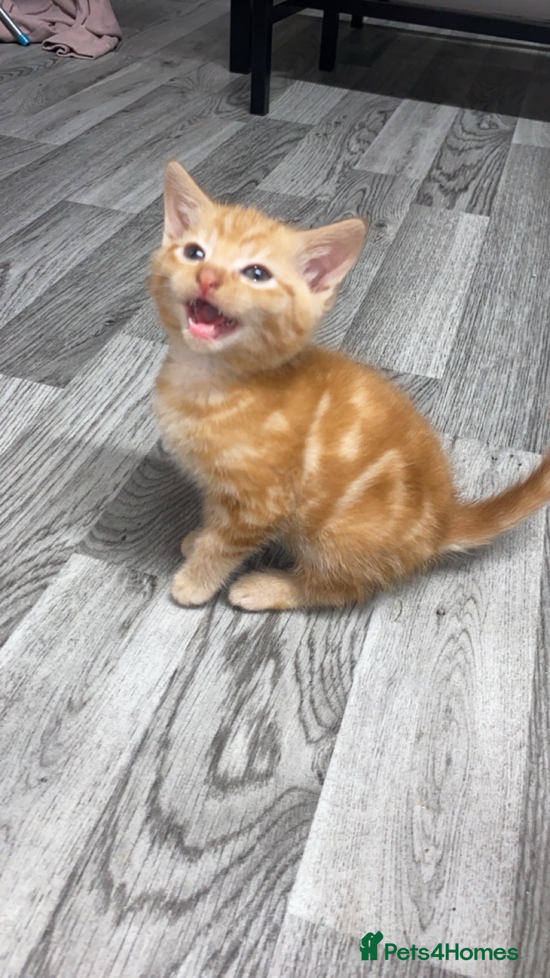 Domestic Shorthair cats for sale: 4 adorable kittens.  - Advert 5