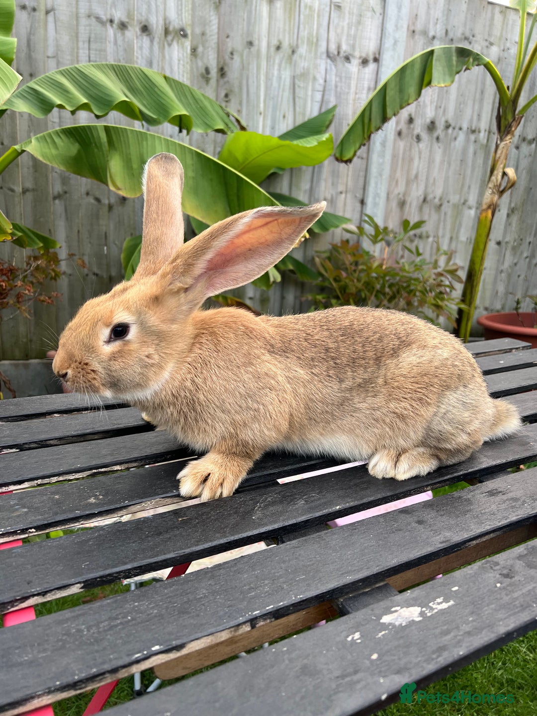 Continental Giant rabbits for sale: Continental Giants - Image 14